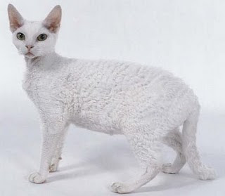 Devon Rex Cat Breeds