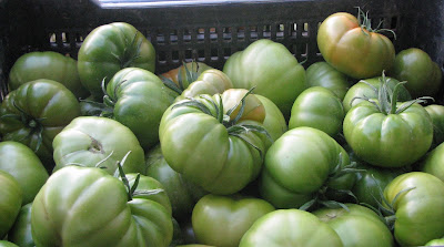 مرحلة حصاد ثمار الطماطم للإنضاج والتخزين