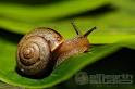 siput babi