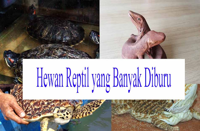 10 Jenis Hewan  Reptil yang Banyak Diburu untuk Dijadikan 