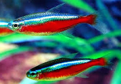 Ikan Hias Air Tawar Cardinal Tetra