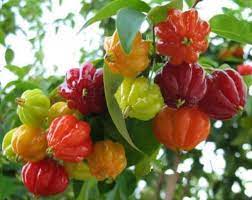 Star cherry cultivation in mountain soil
