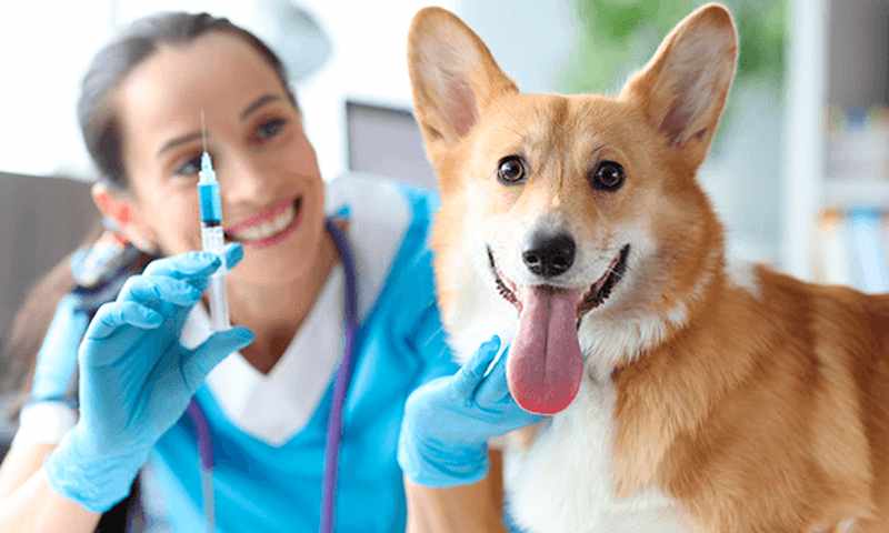 obra social veterinaria mascotas