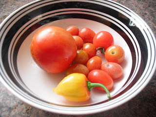 tomato harvest:vegetable garden
