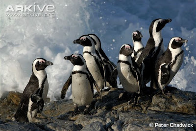 African Penguin