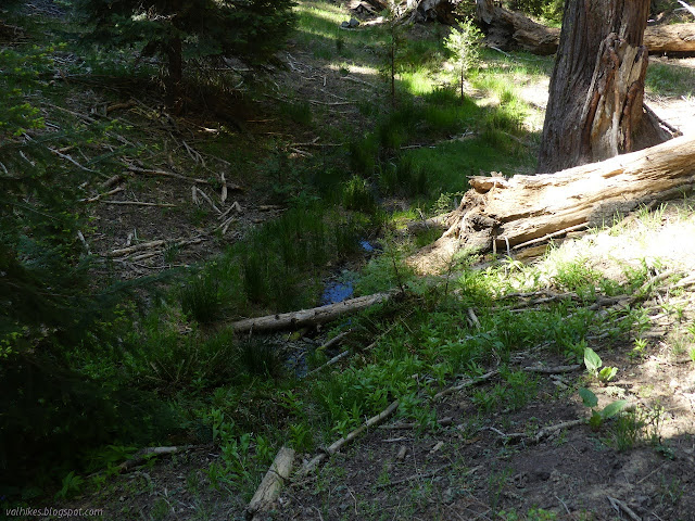 grassy pool of water starting