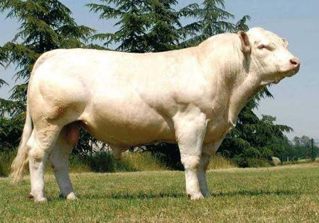 معلومات حول سلالة أبقار الشارولي Charolais