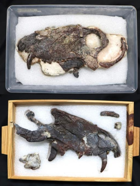 Επιστήμονες ανακάλυψαν κρανίο γιγάντιου θηρευτή που έζησε πολύ πριν τους δεινόσαυρους