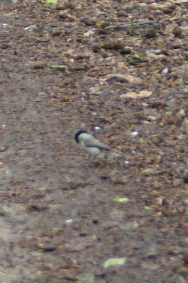 Glanskop - Swartkopmies - Poecile palustris