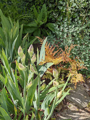 Japanese sheid fern beside irises