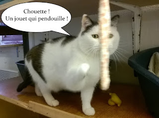 Jolie chatte noire et blanche joue avec un ruban qui pendouille.