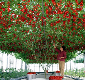 #Gardening : High Quality Giant Tomato Tree