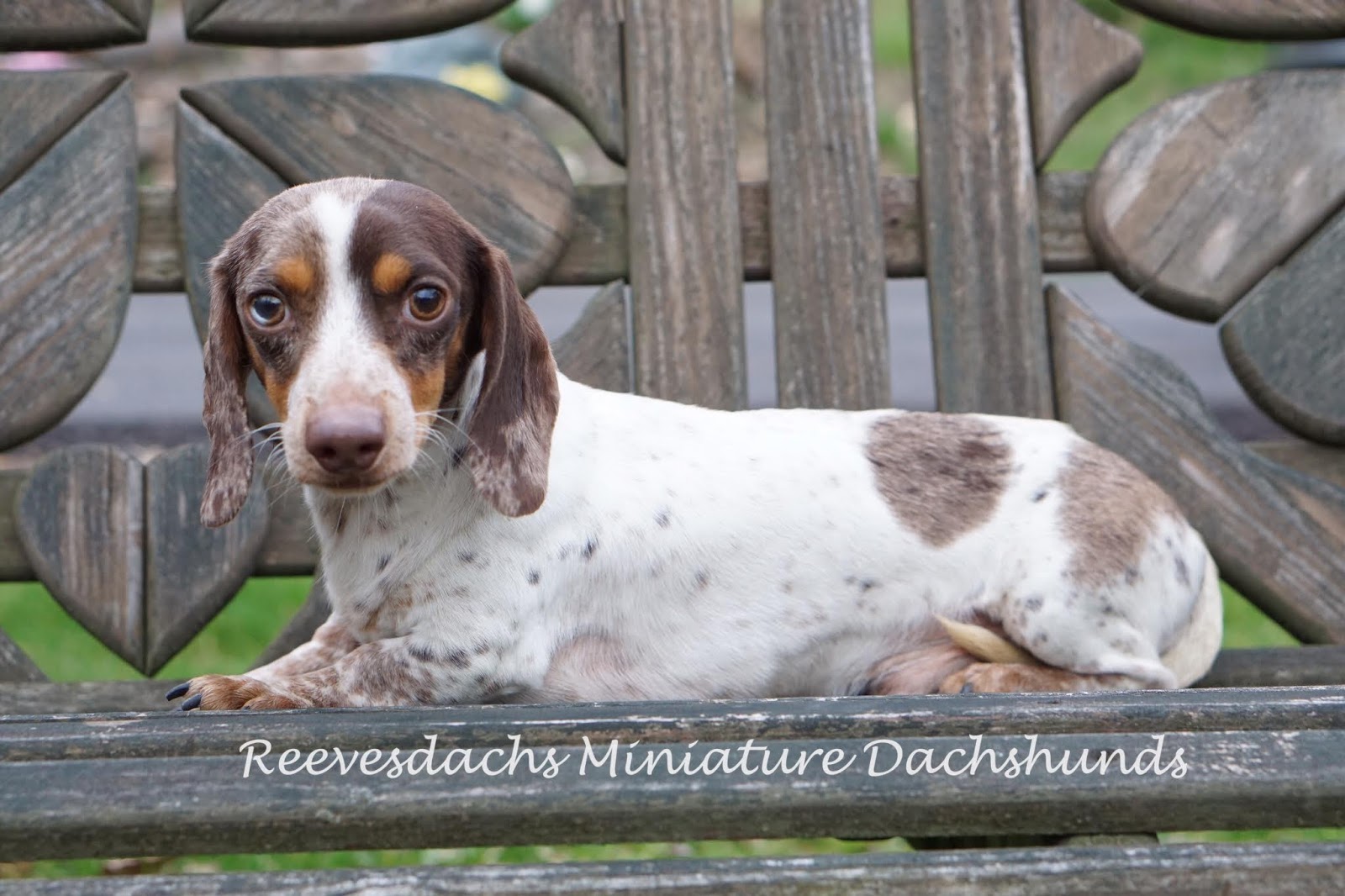 45+ Red Dapple Piebald Dachshund