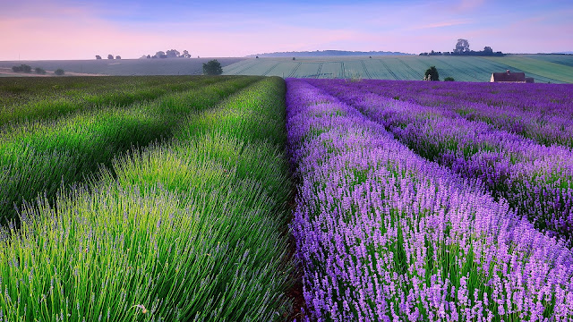 England summer lavender fields house dusk HD Wallpaper