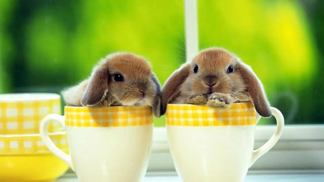 Rabbits