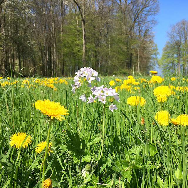 yunaban-plant-plantbased-ladys-smock-ladyssmock-flower-weed