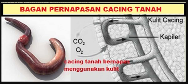 Pernapasan Cacing Tanah