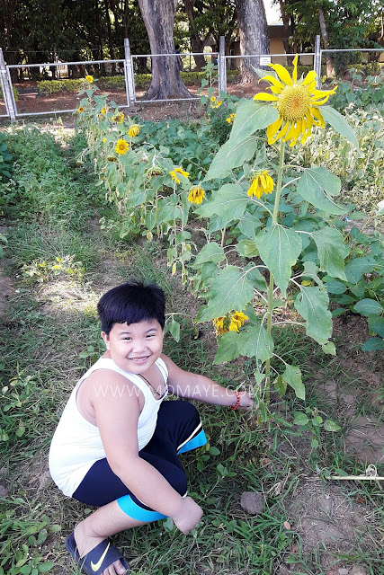 sunflower, sunflower garden, CLSU, Holy Week, summer