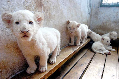 lion, albino photo