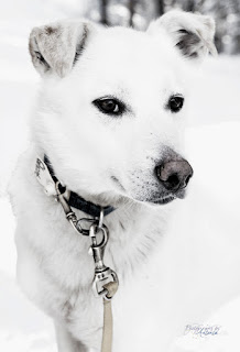 Alaskan Husky