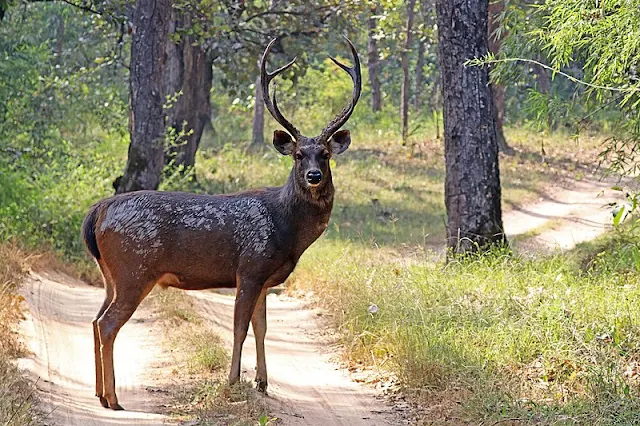 Rusa Sambar Malaysia