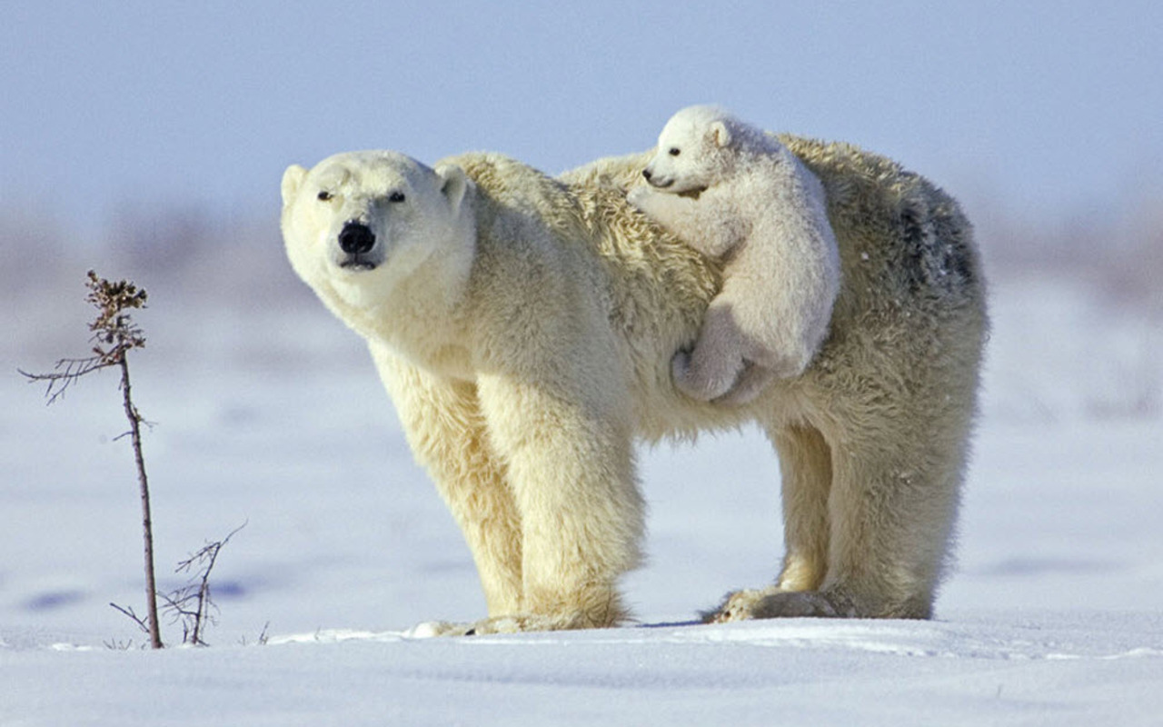 Peisaje De Iarna Imagini Animale Salbatice Ursi Polari