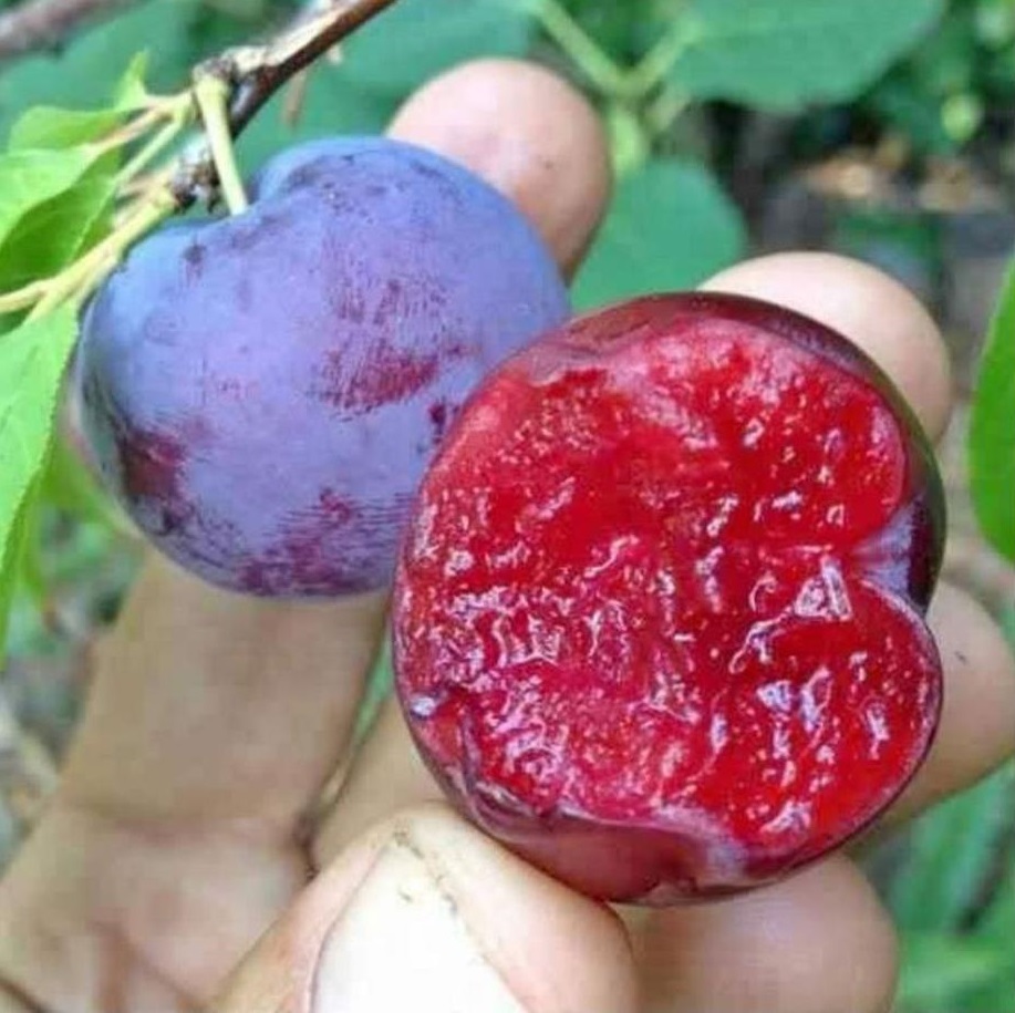 bibit plum manila Tanjungpinang