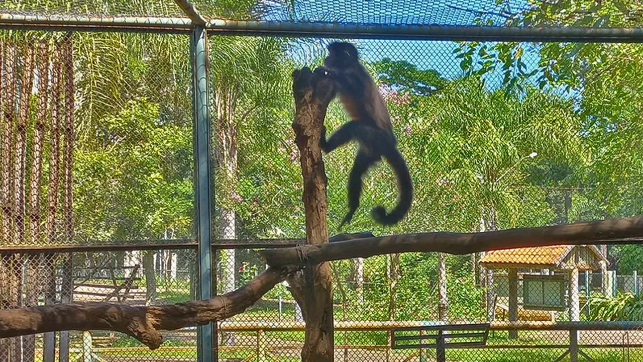 Zoológico de Limeira recaptura macaco-prego que fugiu de recinto durante vendaval