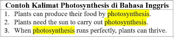 24 Contoh Kalimat Photosynthesis di Bahasa Inggris dan Pengertiannya