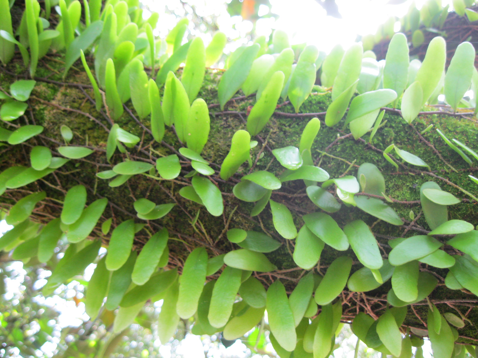 Anim Agro Technology Pokok Duit Duit