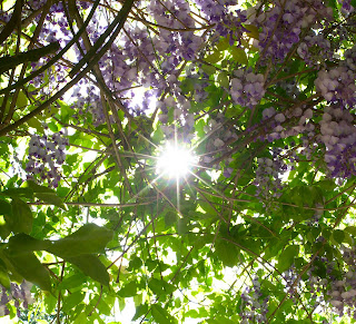 Violette Hängeblumen durch die die Sonne durchscheint