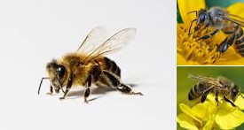 Business Plans Feasibility Report On Bee Keeping & Honey Processing Unit