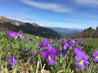 Les fleurs du printemps