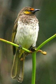 Daftar Harga Burung Rengganis Terbaru