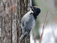 American Three-Toed Woodpecker, male – photo by PBonenfant