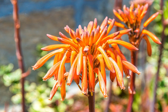 Imagen de flor de Aloe Perfoliata en Ons