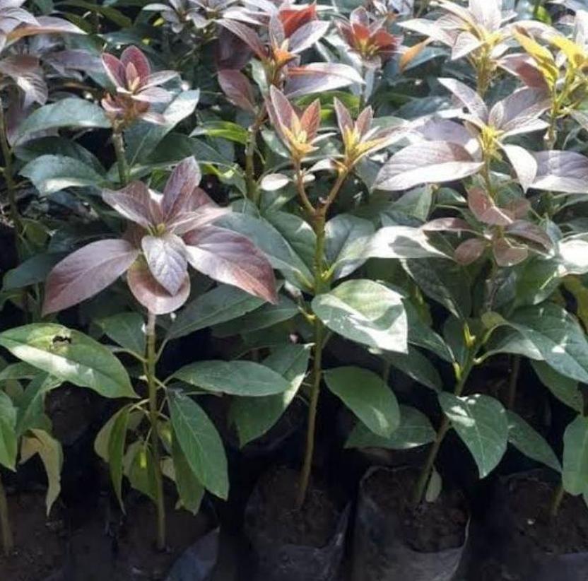 jual bibit alpukat red vietnam obral tanaman buah terlaris daun rimbun Jakarta
