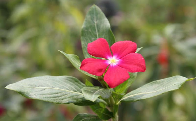 Vinca Flowers Pictures