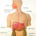 Sistema Digestivo - Todo lo que necesitas Saber!