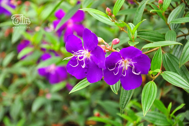 Dalat Flower