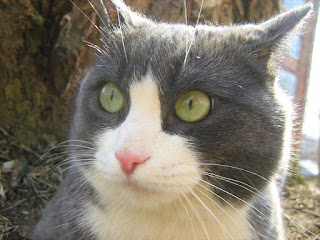 Lazy Blue-White Fat-Cat