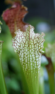 Photo de plante carnivore : Sarracenia sp. - Sarracénies non identifiées 