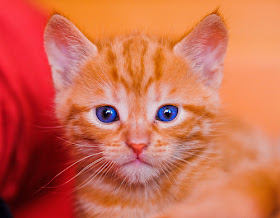 Portrait of a red kitten with blue eyes