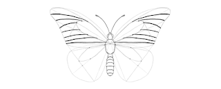 how-to-draw-butterfly-3-6