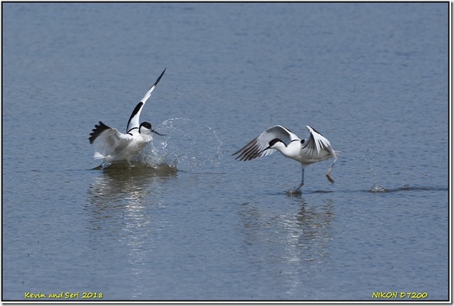 Slimbridge WWT - May