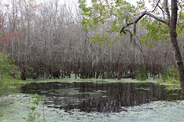 High Water Mark-Spillway Trail-Brazos Bend State Park-Needville, Texas