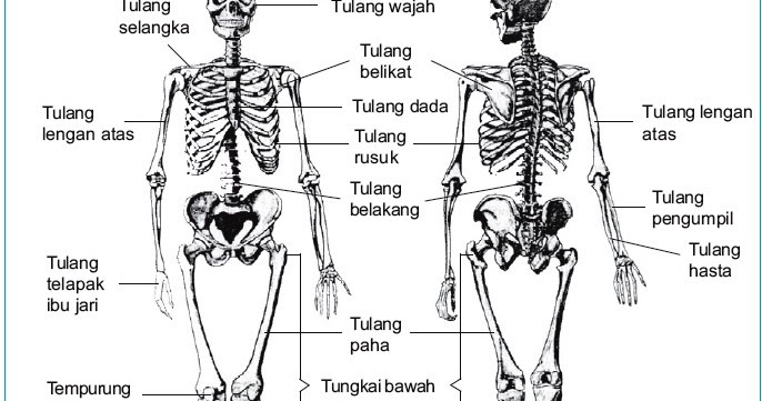 Struktur dan Fungsi Rangka Manusia dan Hewan