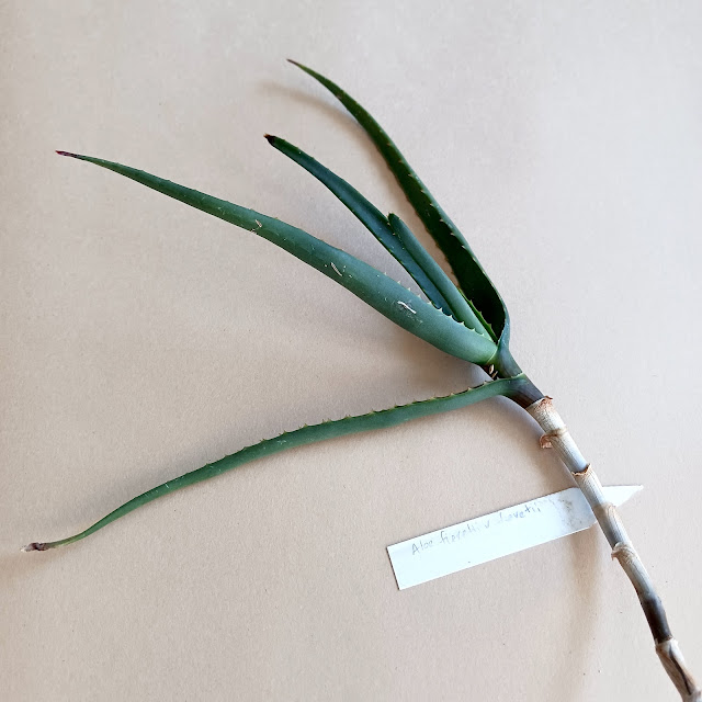 Aloe fieretii cutting