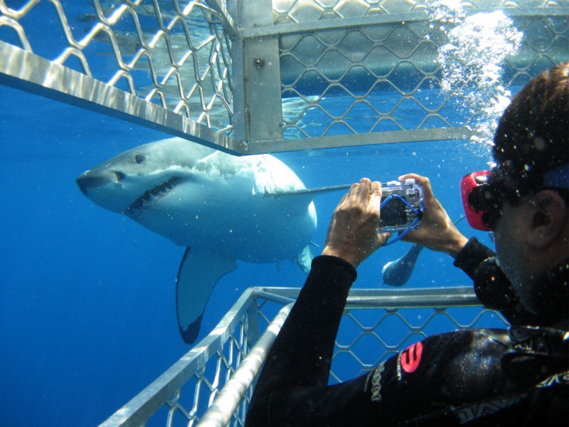 Cage Diving with a Great White Shark goes wrong! -