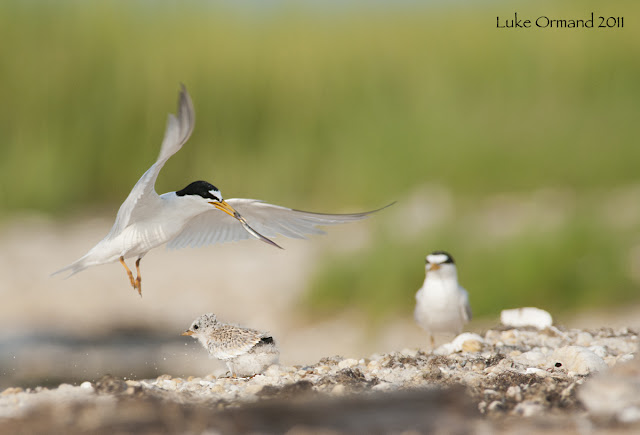 Least Terns Birds Pictures, http://dmjapan.blogspot.com/